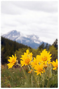 Arnica montana flowers growing in the mountains.