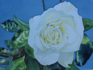 White Rose by Deborah Olenev