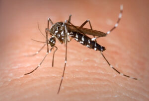 Dengue Mosquito CDC - James Gathany