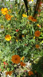 Flowers in My Gareden