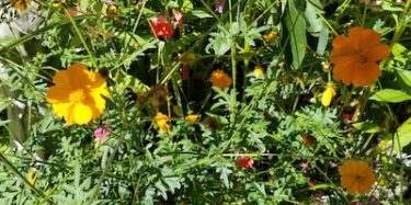 Flowers in My Gareden